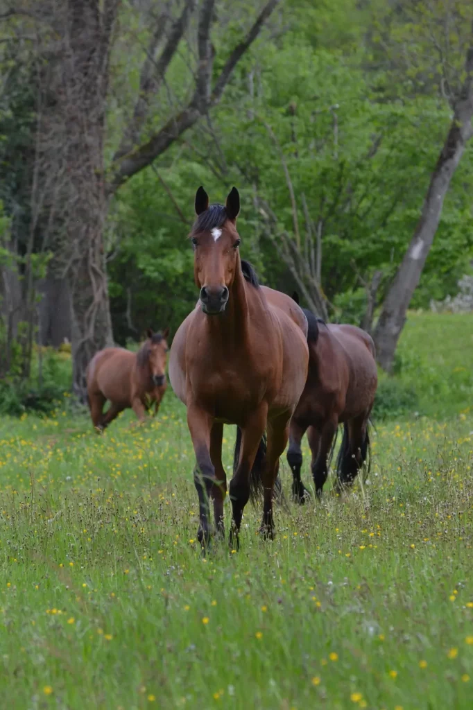Découvrez Nos Places Disponibles en Pension Équine 🏇🔓